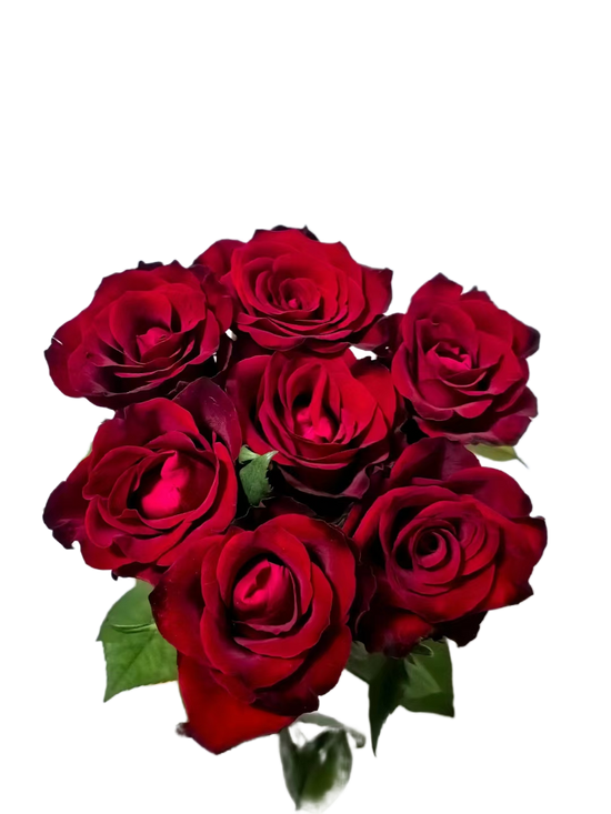 Rose Legend | 50-60cm | Bloom Size M | MOQ 1 box 100 stems