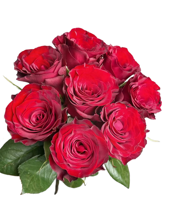 Rose High Plateau Red | 50-60cm | Bloom Size M | MOQ 1 box 100 stems