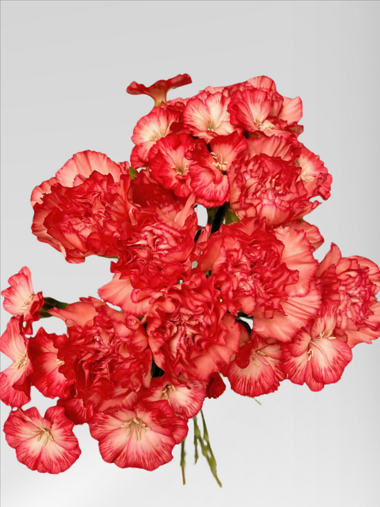Carnation Flame (40 stems/ 200stems with bulk discount)