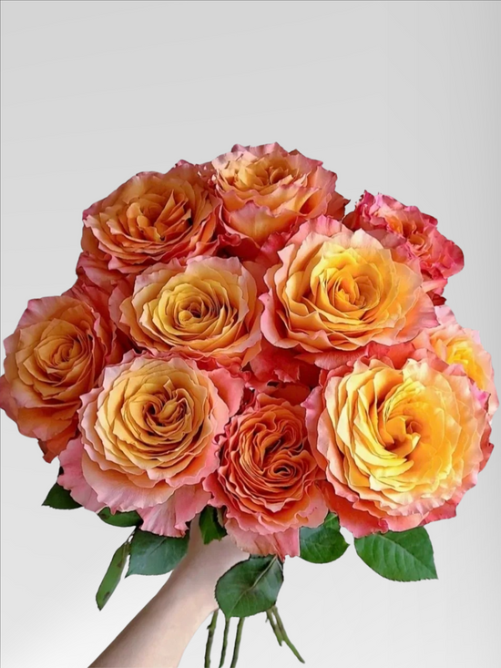 Rose Free Spirit | 60-70cm | Bloom Size L | MOQ 1 box 100 stems