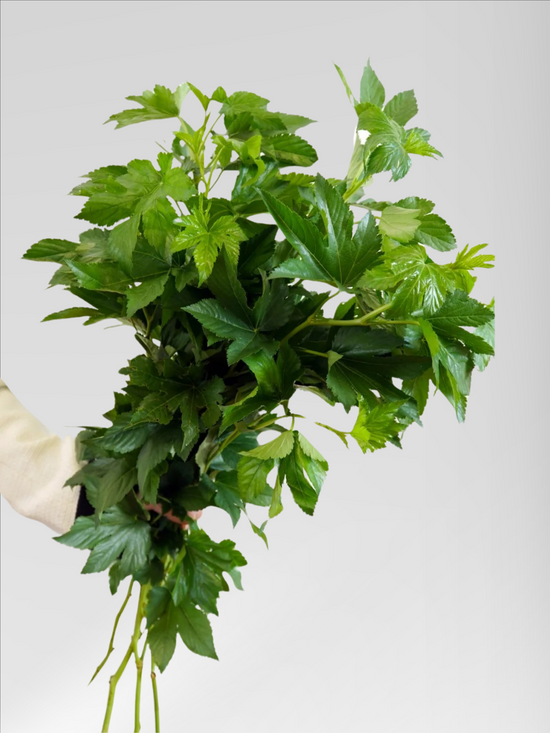 Green Maple Leaves (5 bundles/ 20 bundles with bulk discount)