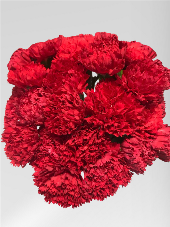 Carnation Hongfu (40 stems/ 200stems with bulk discount)