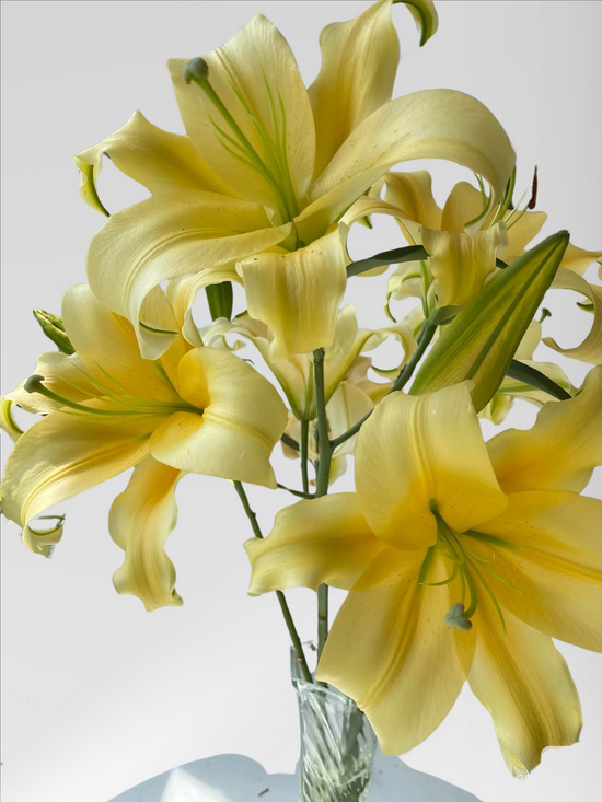 Lily Huangdi (20 stems/ 40stems with bulk discount)