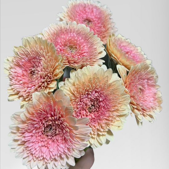 Gerbera JayJay (40 stems/ 200stems with bulk discount)