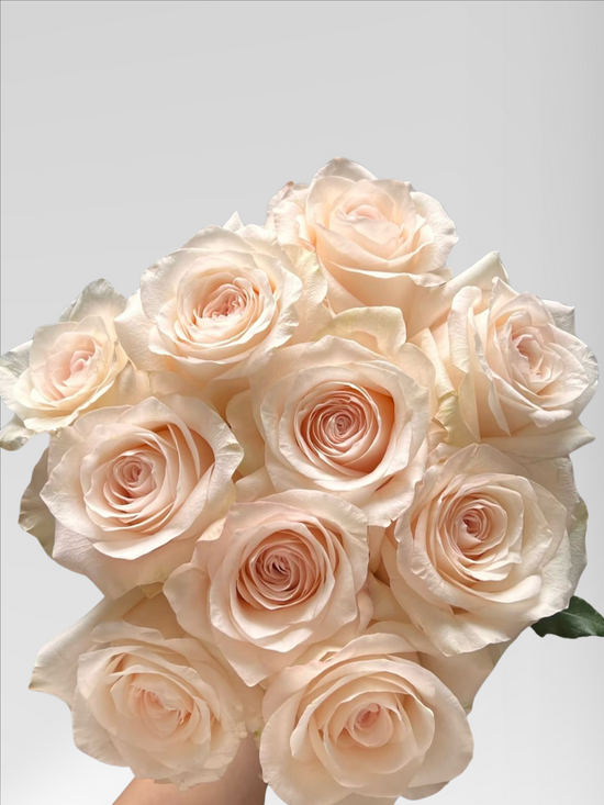 Rose Kimberly | 50-60cm | Bloom Size L | MOQ 1 box 100 stems