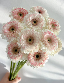 Gerbera Lisa Lisa (40 stems/ 300stems with bulk discount)