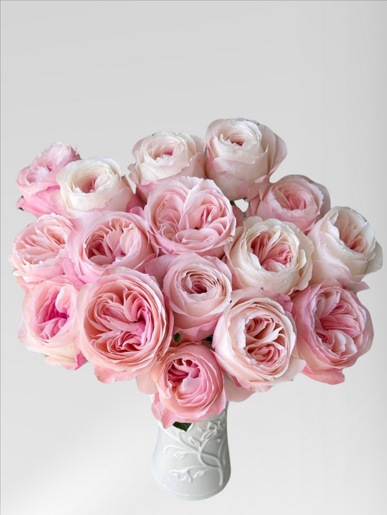 Rose Lost Gardens | Bloom Size L | MOQ 1 box 100 stems