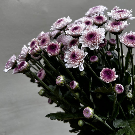 Spray Chrysanthemum Maltisse (2 bundles/ 8 bundles with bulk discount)