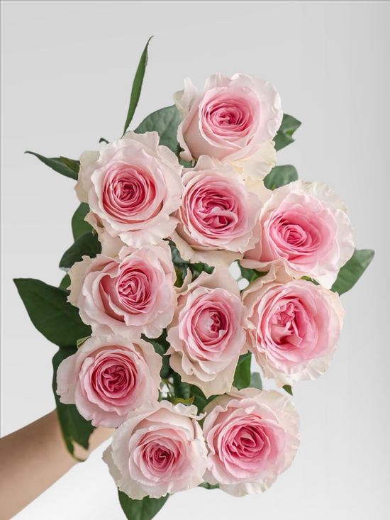 Rose Mandala | 50-60cm | Bloom Size L | MOQ 1 box 100 stems
