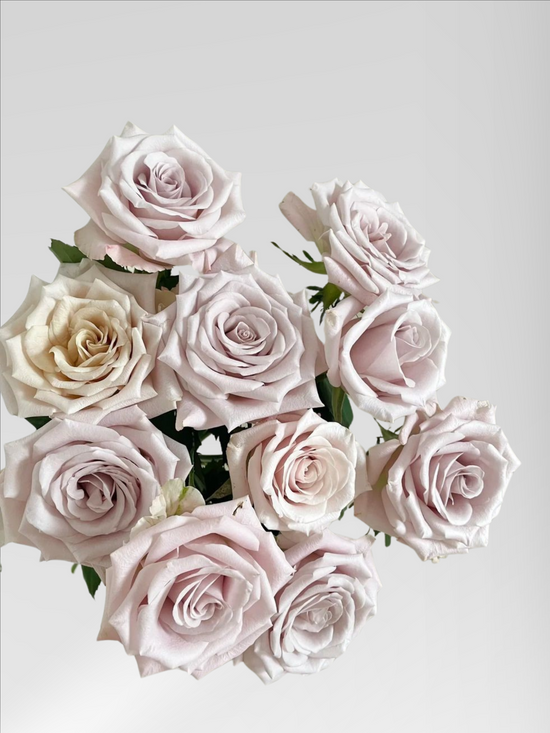 Rose Menta | 50-60cm | Bloom Size S-M | MOQ 1 box 100 stems