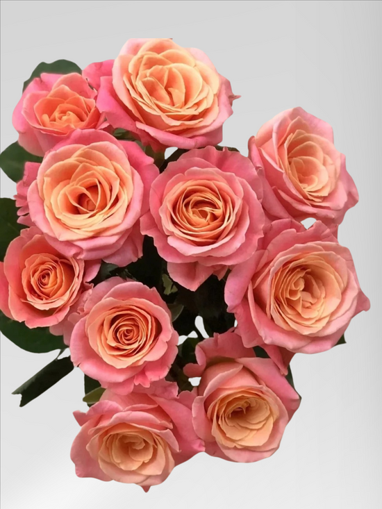 Rose Miss Piggy | 50-60cm | Bloom Size S | MOQ 1 box 100 stems