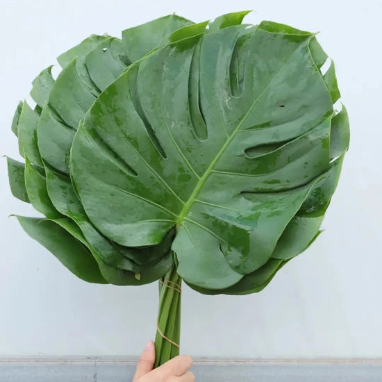 Monstera deliciosa (5 bundles/ 20 bundles with bulk discount)