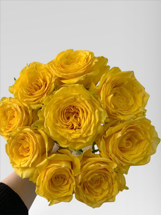 Rose Moonwalker | 50-60cm | Bloom Size L | MOQ 1 box 100 stems