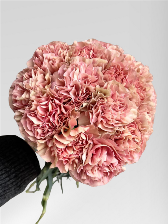 Carnation Morocco (40 stems/ 200stems with bulk discount)