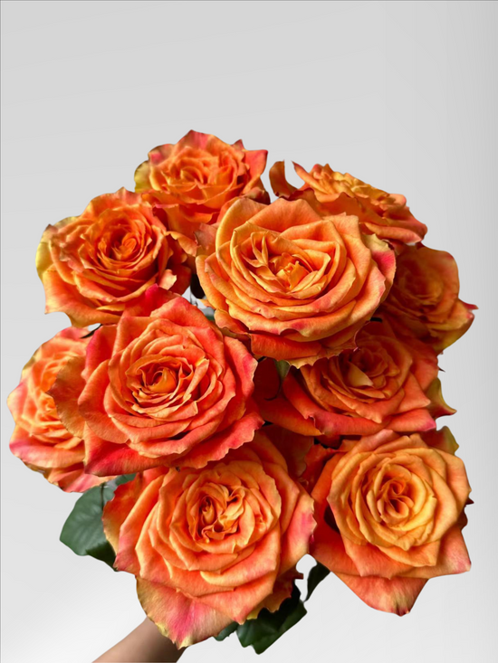 Rose Ode to Joy | 50-60cm | Bloom Size M | MOQ 1 box 100 stems