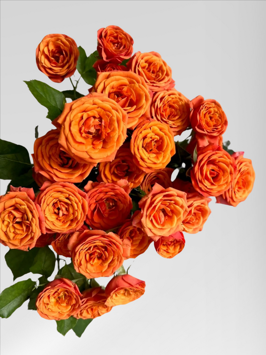 Spray Orange Barbie 20 stems | Bloom Size S |MOQ 100 stems can mix & match