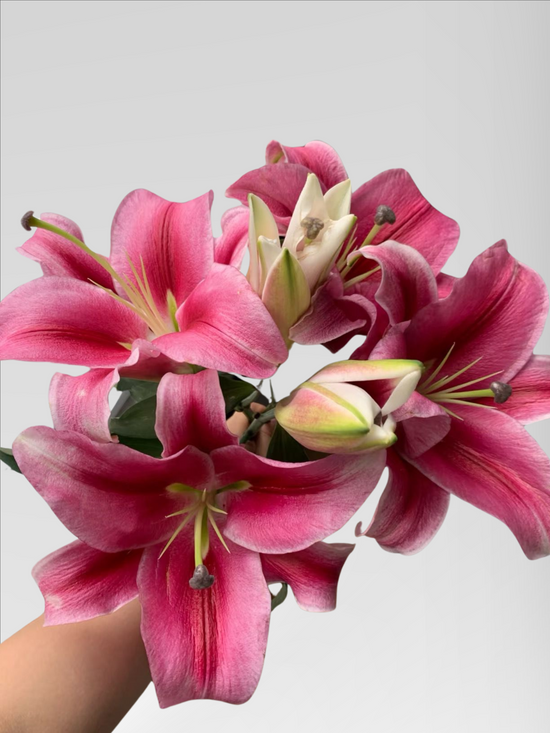 Lily Palazzo (20 stems/ 40stems with bulk discount)