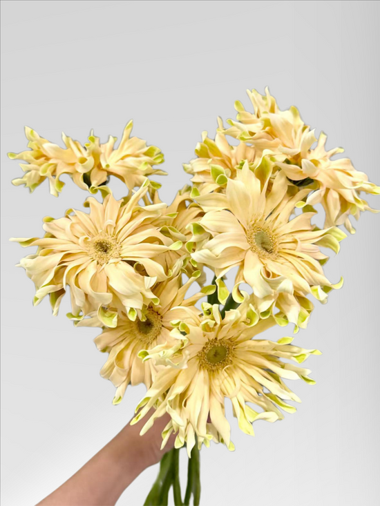 Gerbera Pasta Carbonara (40 stems/ 200stems with bulk discount)