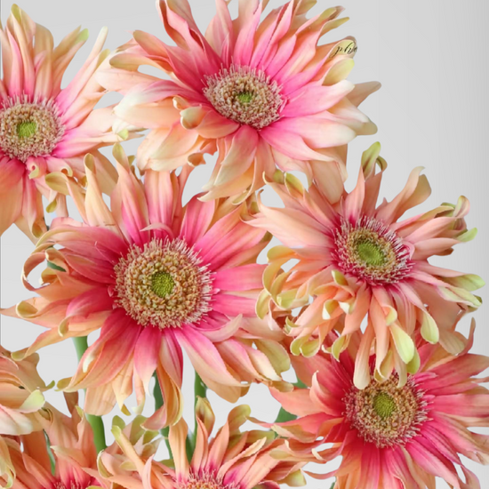 Gerbera Pasta Rosato (40 stems/ 200stems with bulk discount)