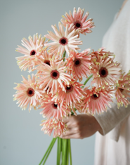 Gerbera Pastini Pesaro (40 stems/ 200stems with bulk discount)