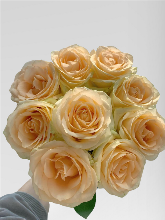 Rose Peach Avalanche | 50-60cm | Bloom Size L | MOQ 1 box 100 stems