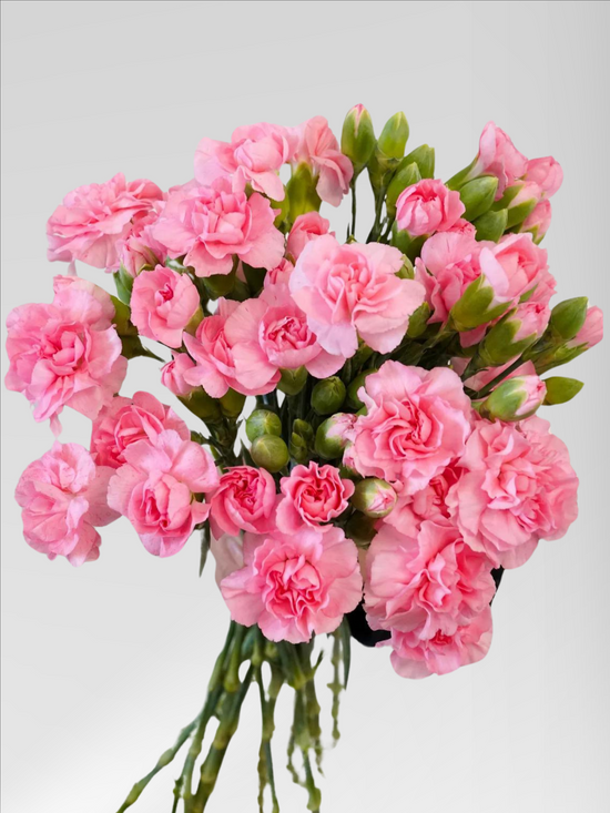 Spray Carnation Pearl Powder (40 stems/ 200stems with bulk discount)