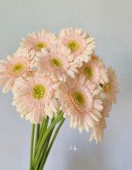 Gerbera Pelican (40 stems/ 200stems with bulk discount)