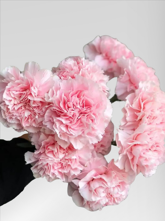 Carnation Pink Lady (40 stems/ 200stems with bulk discount)