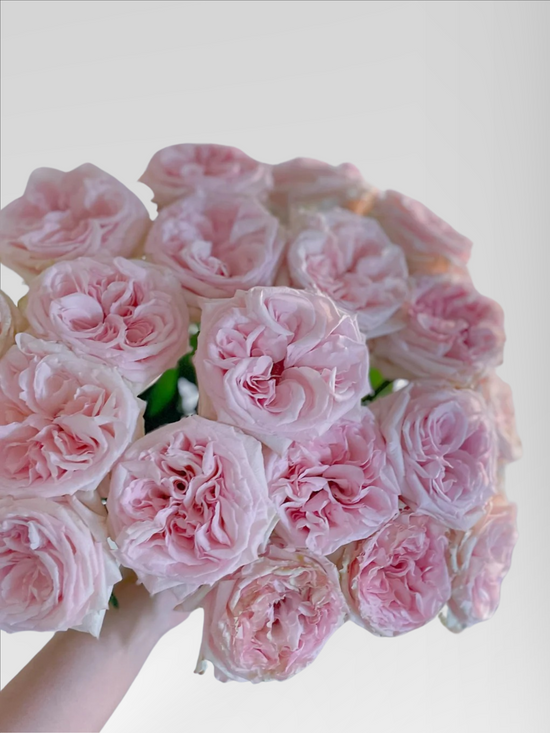 Rose Pink Ohara | 50-60cm | Bloom Size L | MOQ 1 box 100 stems (Copy)