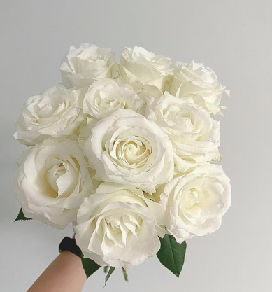 Rose Proud | 50-60cm | Bloom Size L | MOQ 1 box 100 stems