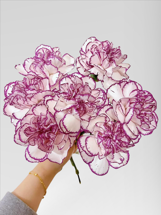 Carnation Purple Smurfs (40 stems/ 200stems with bulk discount)