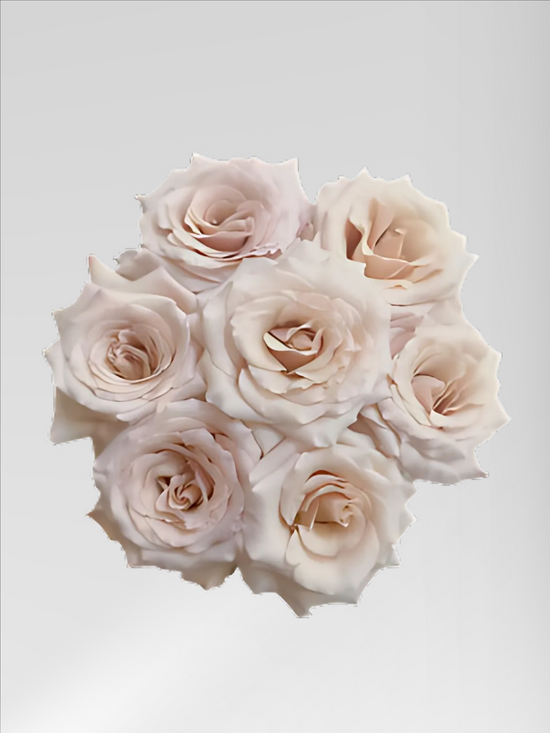 Rose Quicksand | 50-60cm | Bloom Size S | MOQ 1 box 100 stems