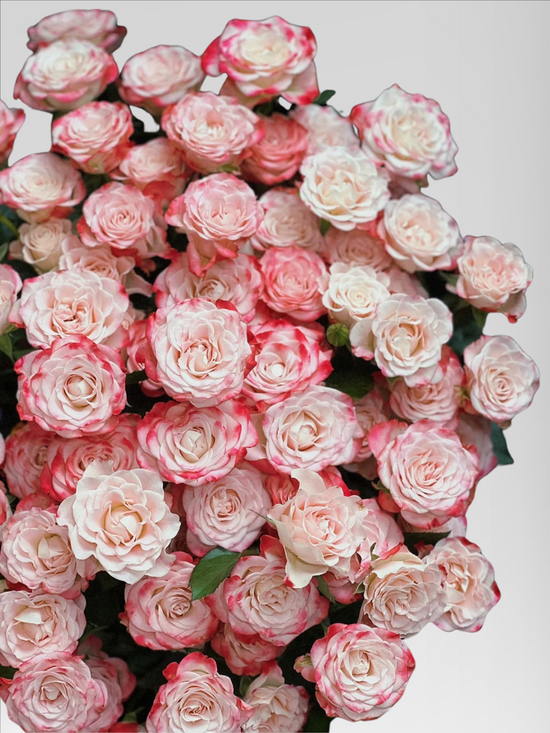 Spray Rose Refraction | Bloom Size S | MOQ 1 box 80 stems