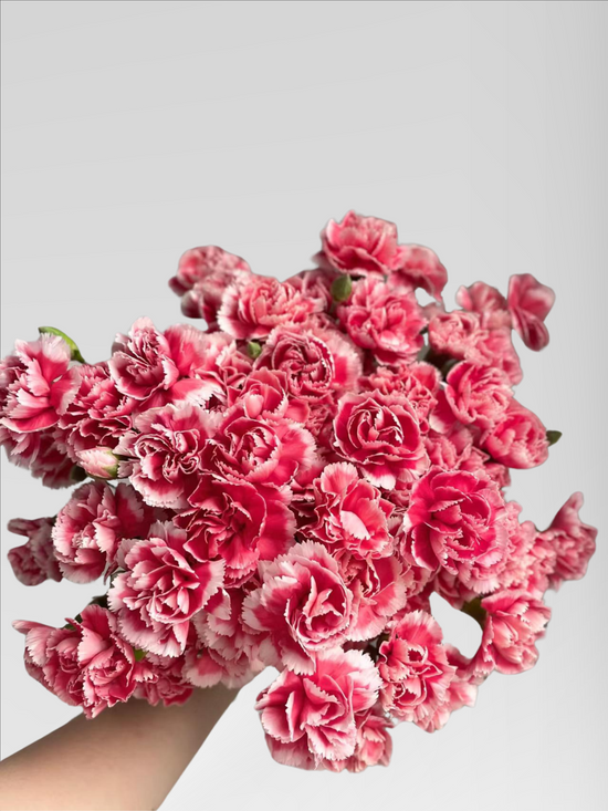 Spray Carnation Scarlett (40 stems/ 200stems with bulk discount)