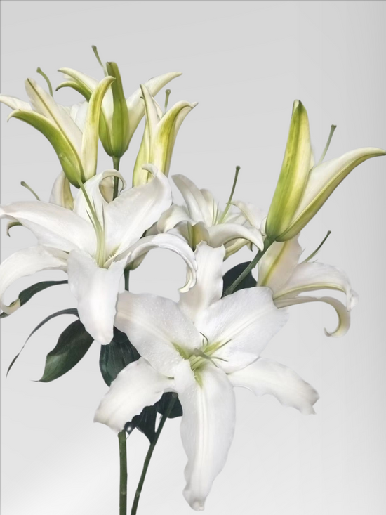 Lily Siberia (20 stems/ 40stems with bulk discount)