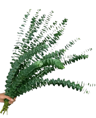 Single Eucalyptus (5 bundles/ 10 bundles with bulk discount)