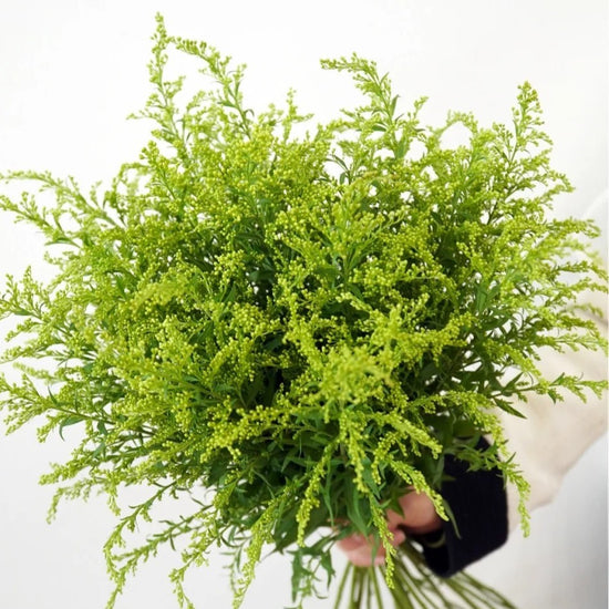 Solidago altissima (5 bundles/ 20 bundles with bulk discount)