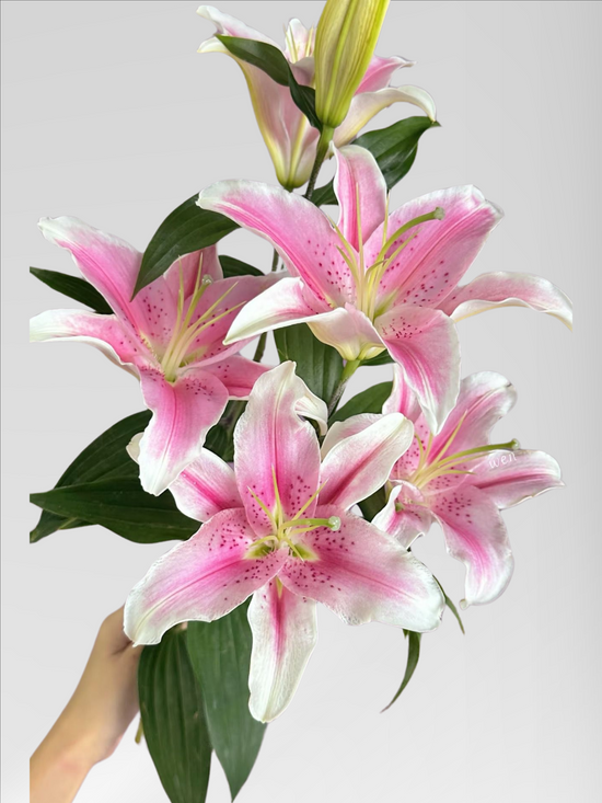 Lily Sorbonne (20 stems/ 40stems with bulk discount)