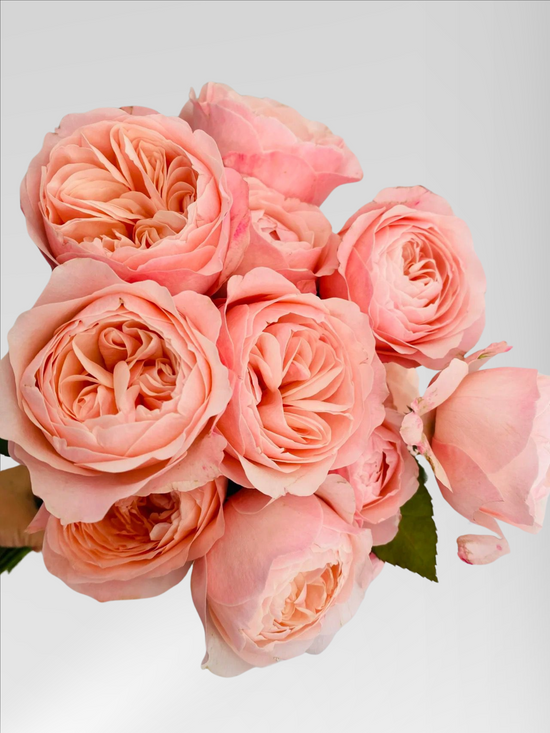 Rose Summer Love | 50-60cm | Bloom Size L | MOQ 1 box 100 stems
