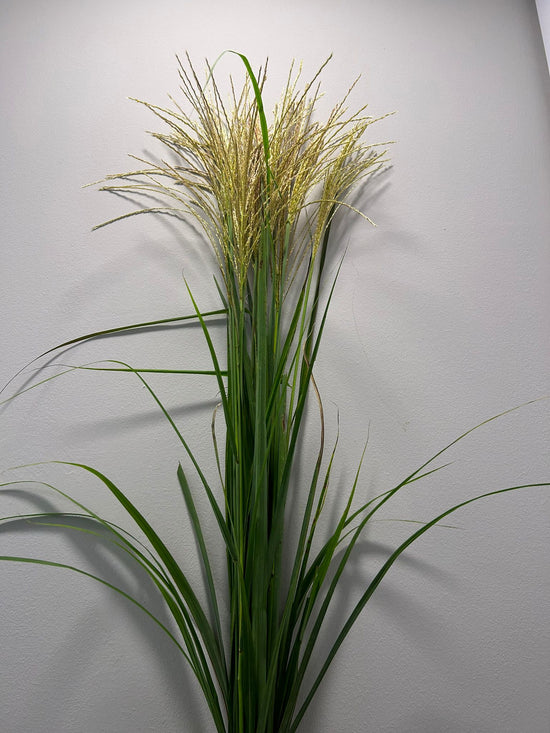 (instock) Miscanthus sinensis Susuki_10S