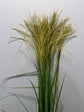 (instock) Miscanthus sinensis Susuki_10S