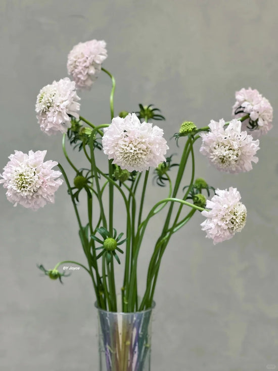 Sweet Scabiosa 6 bundles| MOQ 18 bundles can mix & match