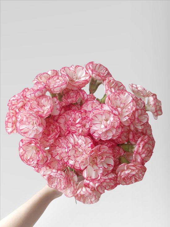 Spray Carnation Windbell (40 stems/ 200stems with bulk discount)