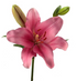 Asiatic/La Hybrid Lily Brindisi_10s