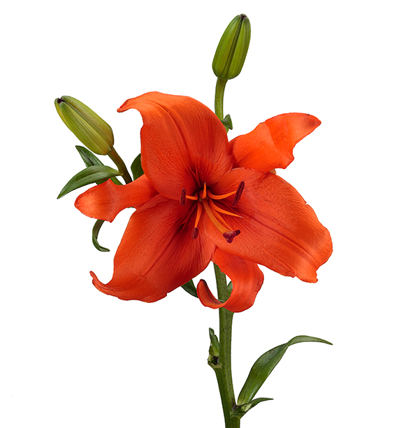 Lilium Asiatic/La Hybrid Lily Brunello_10s Fresh Flowers From Growers