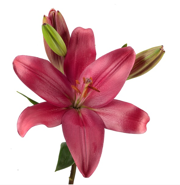 Asiatic/La Hybrid Lily Indian Summerset_10s