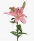 Asiatic/La Hybrid Lily Mandalay Bay_10s