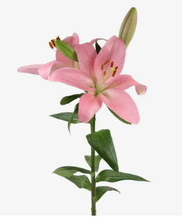 Asiatic/La Hybrid Lily Mandalay Bay_10s