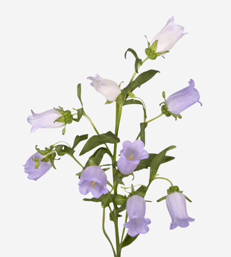 Campanula Lavender_10s