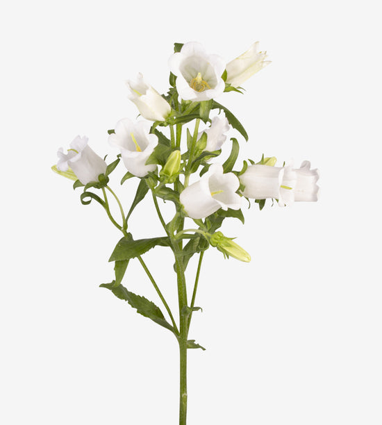 Campanula White_10s